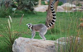 lemur site